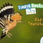 Ευρωπαϊκή Γιορτή των Πουλιών: Εκδηλώσεις σε όλη την Ελλάδα