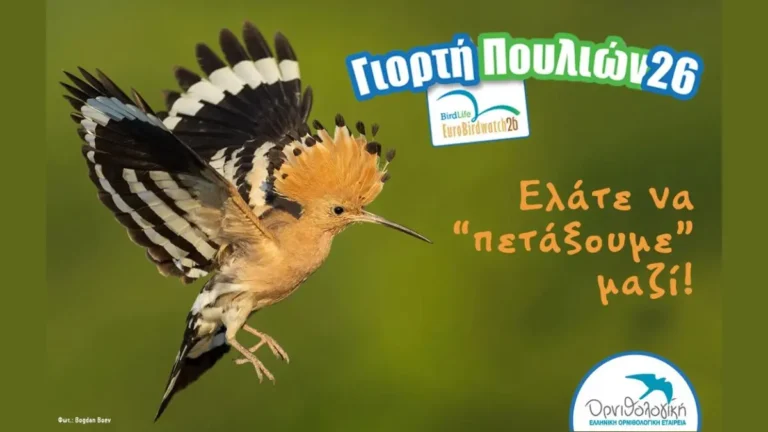 Μεταναστευτικά πουλιά σε πέταγμα στον ουρανό κατά τη διάρκεια της Ευρωπαϊκής Γιορτής των Πουλιών