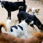 Από τον ουρανό έπεσαν τα αδέσποτα σκυλιά;